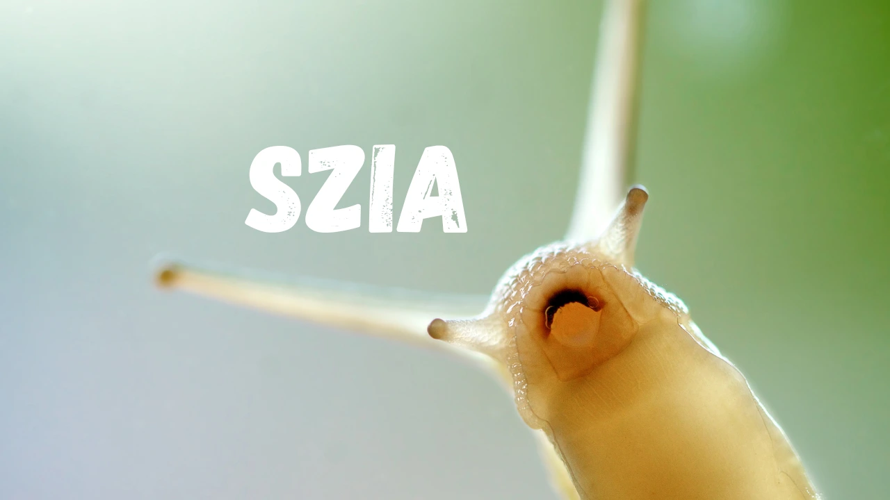 allatszamolo elfoglaltsag gyerekeknek legyenaz